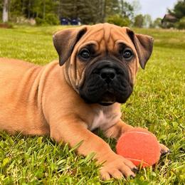 Grey - Brown male Boerboel puppy in Callicoon, New York from Southern Pride Boerboels