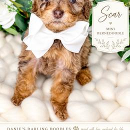 Scar - Chocolate merle male Bernedoodle puppy in Otisville, Michigan from Danie’s Darling Doodles LLC