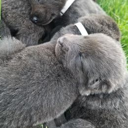 German Shepherd Puppies from Horizon Lane German shepherds