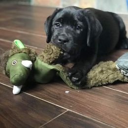 Labrador Retriever Puppies from Mystic River Labradors