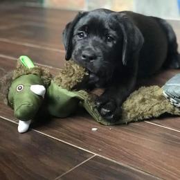 Labrador Retriever Puppies from Mystic River Labradors