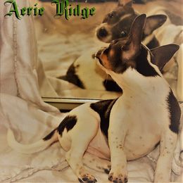 Teddy Roosevelt Terrier Puppies from Aerie Ridge Teddy Roosevelt Terriers