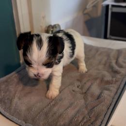 Female Parti Yorkie - Parti female Yorkshire Terrier puppy in Des Moines, Iowa from Diamond Yorkshire Terriers