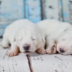 Border Collie, Bordoodle, and Maremma Sheepdog Puppies from 2J 2K Border Collies