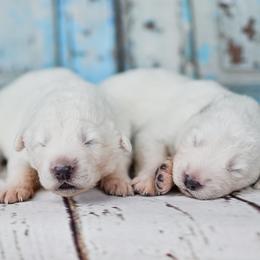 Border Collie, Bordoodle, and Maremma Sheepdog Puppies from 2J 2K Border Collies