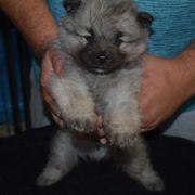 Boy 1 - Black and silver male Keeshond puppy in Fayetteville, Tennessee from Erbekees-Keeshonden