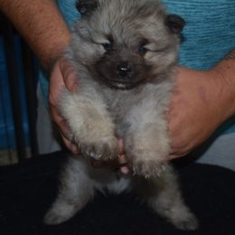 Boy 1 - Black and silver male Keeshond puppy in Fayetteville, Tennessee from Erbekees-Keeshonden