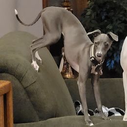 Dixie - Italian Greyhound