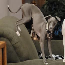 Dixie - Italian Greyhound