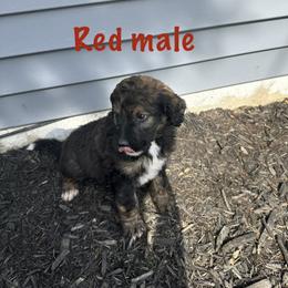 Red - male Bernedoodle puppy in Delton, Michigan from Rocky Top Acres