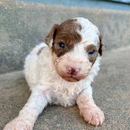 Adobo - Parti male Goldendoodle puppy in Brooksville, Florida from Spring Prairie Doodles