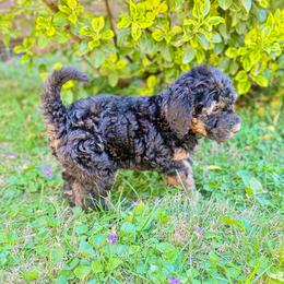 Chilly - Phantom female Goldendoodle puppy in Rome, Georgia from Victoria’s Designer Doodles