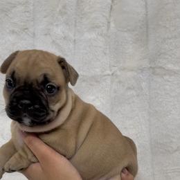 French Bulldog and Shih Tzu Puppies from Puppy Paper House