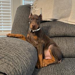 White Collar - Red and rust male Doberman Pinscher puppy in Lake City, Florida from Paintedcrazy Doberman Pinchers