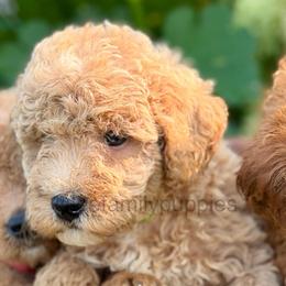 Miniature-4th pick - Red  male Goldendoodle puppy in Tennessee from Lee Family Puppies