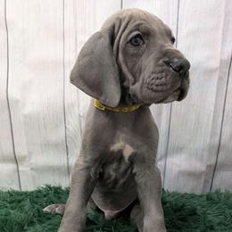 Rooter - Blue male Great Dane puppy in Bay City, Michigan from Monarch Danes
