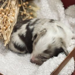 Falize - Red merle female Australian Shepherd puppy in Waxahachie, Texas from Volks Aussies