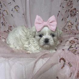 Lumi - White female Shih Tzu puppy in Riverside, California from Be Dazzled Shihtzu