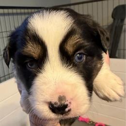 Boy 1 - Black tri male Miniature Australian Shepherd puppy in Saco, Maine from Wags Family Aussies