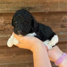 Neko - Parti male Poodle puppy in Roseville, California from Aura & Luxe Poodles