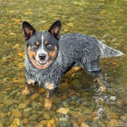 Diamond - Australian Cattle Dog