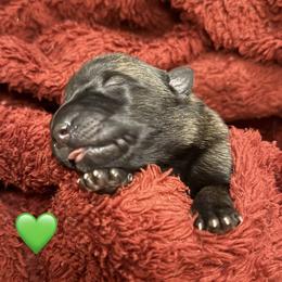 Green - Fawn sable male Belgian Malinois puppy in Boise, Idaho from Wings of Freedom Retrievers and Malinois