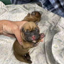 Boy 1 - French Bulldog puppy in Eagle Mountain, Utah from Golden Oak Gypsy