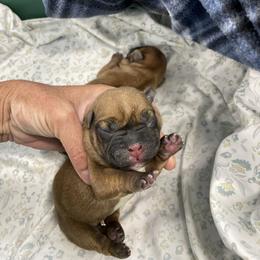 Boy 1 - French Bulldog puppy in Eagle Mountain, Utah from Golden Oak Gypsy