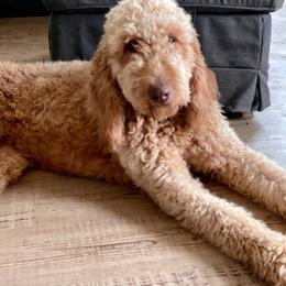 Nellie - Apricot female Goldendoodle puppy in San Augustine, Texas from Vintage Doodles