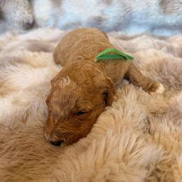 Green Collar - Red  male Goldendoodle puppy in Winfield, Alabama from Rose Lane Doodles