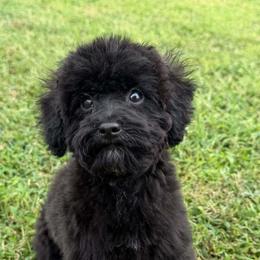 Remi - Black male Shihpoo puppy in Hertford, North Carolina from Heaven Sent Shihpoo's