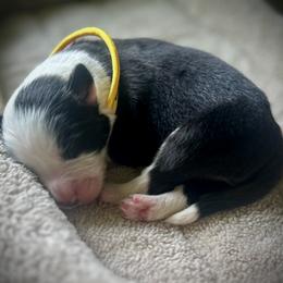 Boy 3 - Black male Bearded Collie puppy in Baltimore, Maryland from Beloved Bearded & Border Collies