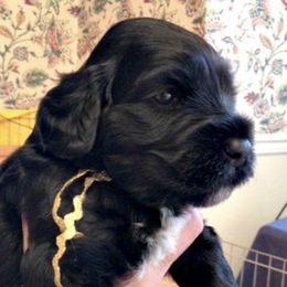 Portuguese Water Dogs from Glory PWDS