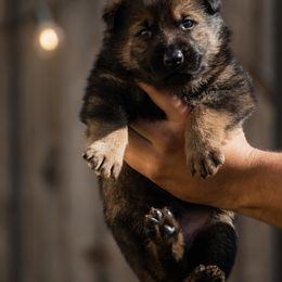 Boy 1 - Sable male German Shepherd puppy in Tamiami, Florida from Vom MontHaus