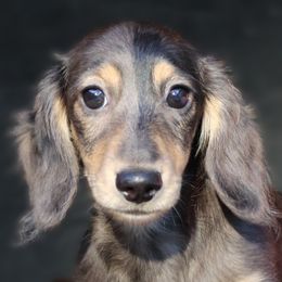 Enid - Blue and cream female Dachshund puppy in Azle, Texas from American Dachshunds