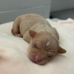 Nala - Fawn female Chihuahua puppy in High Point, North Carolina from Treasured Chihuahuas