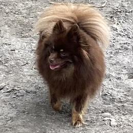 Coco - Pomeranian