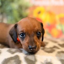 Otis - Red male Dachshund puppy in Lynn, Indiana from StorSma Farms