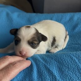 Female Parti - Tan and white female Yorkshire Terrier puppy in Des Moines, Iowa from Diamond Yorkshire Terriers