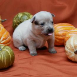 G1 - Red mottled female Australian Cattle Dog puppy in Buffalo Valley, Tennessee from Buffalo Valley Breeders