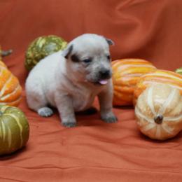 G1 - Red mottled female Australian Cattle Dog puppy in Buffalo Valley, Tennessee from Buffalo Valley Breeders