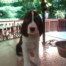 Thatcher - Black and white male English Springer Spaniel puppy in Dover, Pennsylvania from Whitestone English Springer Spaniels & Samoyeds