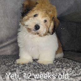 Yeti - Tri-color Coton de Tulear puppy in Cary, North Carolina from Gil-VTales
