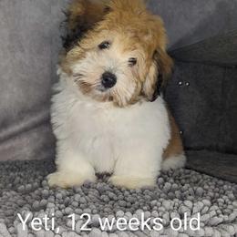 Yeti - Tri-color Coton de Tulear puppy in Cary, North Carolina from Gil-VTales