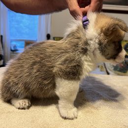 Purple Collar - Red female Pembroke Welsh Corgi puppy in Saylorsburg, Pennsylvania from Dunnideer Farm