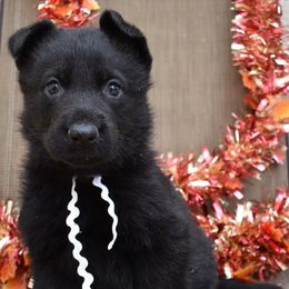 White Collar Girl - Black female German Shepherd puppy in Grants Pass, Oregon from Granville German Shepherds
