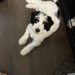 Bernedoodle Puppies from California Mountain Doodles