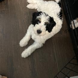 Bernedoodle Puppies from California Mountain Doodles