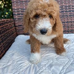 Goldendoodle Puppies from Coral Gables Doodles