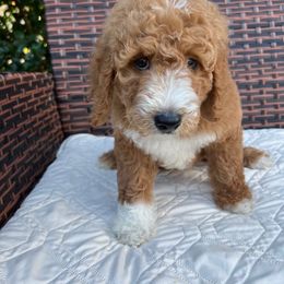Goldendoodle Puppies from Coral Gables Doodles